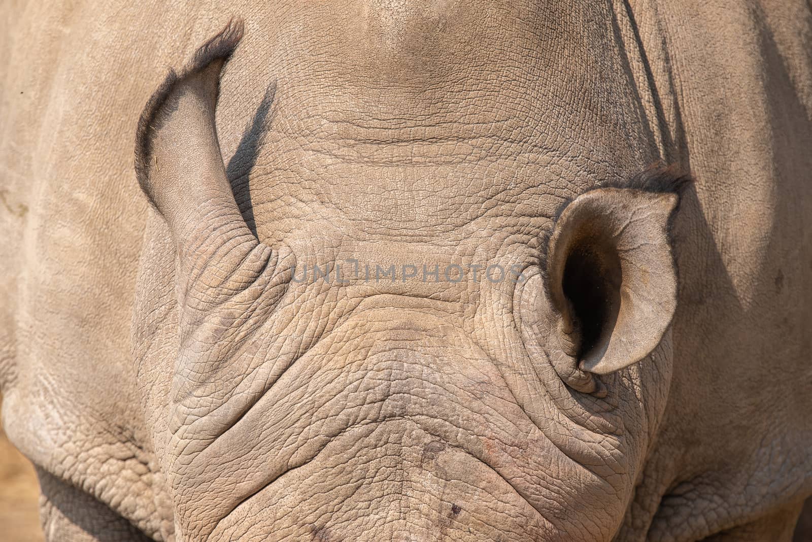 The ears of a white rhinoceros or square-lipped rhinoceros, Ceratotherium simum