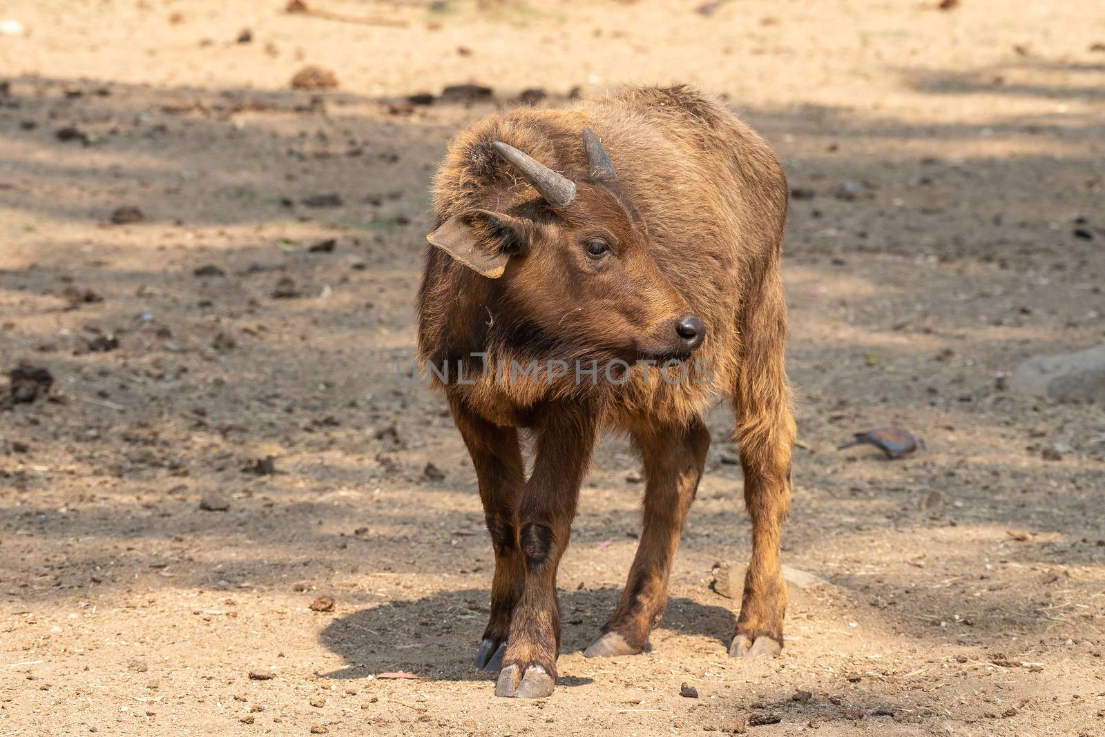 A cape buffalo calf, Syncerus caffer caffer, looking to the side