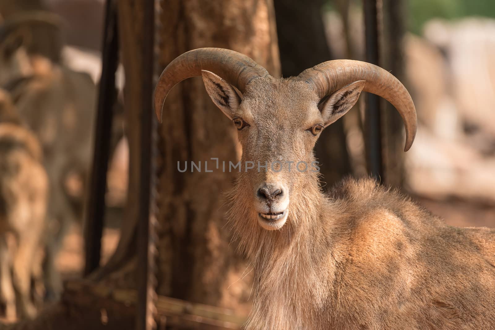 A male Barbary sheep,  Ammotragus lervia, a species of goat-antelope native to rocky mountains in North Africa