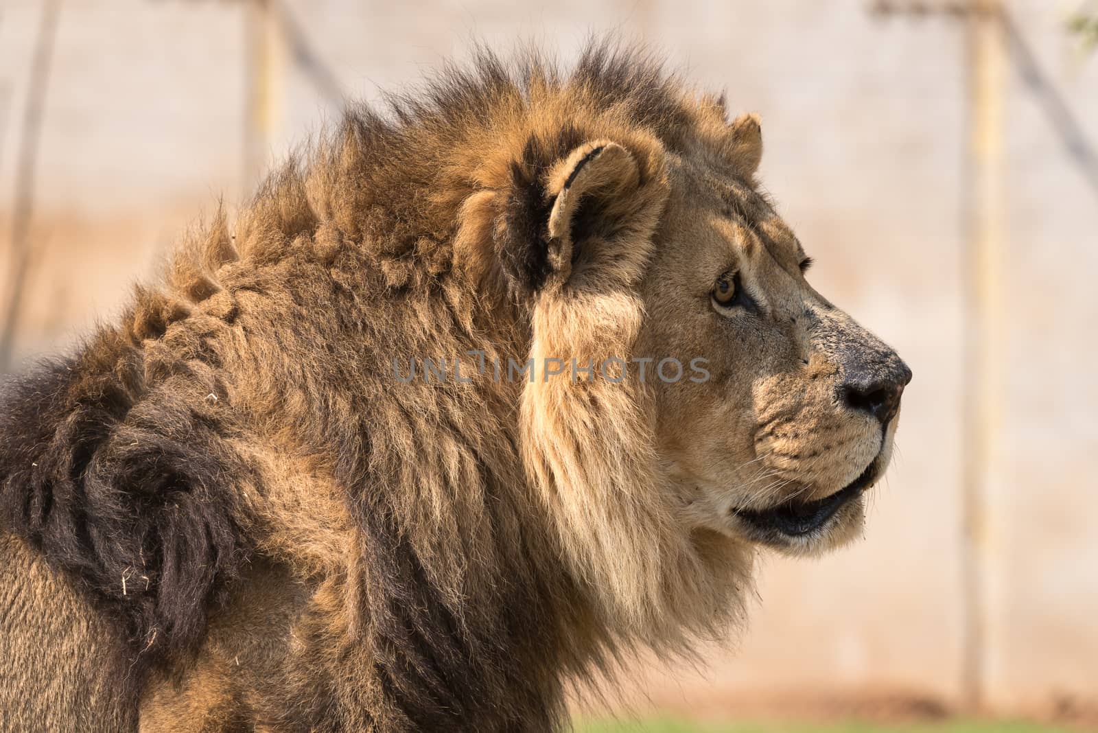 Close-up of a male African Lion, Panthera leo
