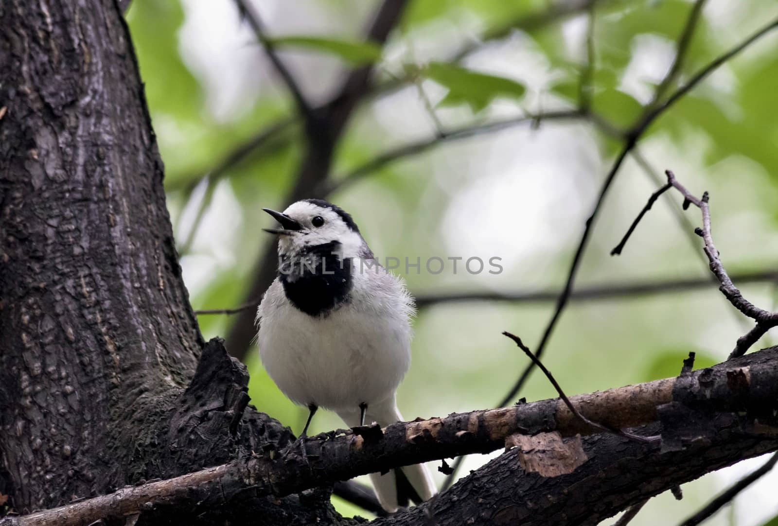 Wagtail sitting on a branch and opens its beak, singing his song
