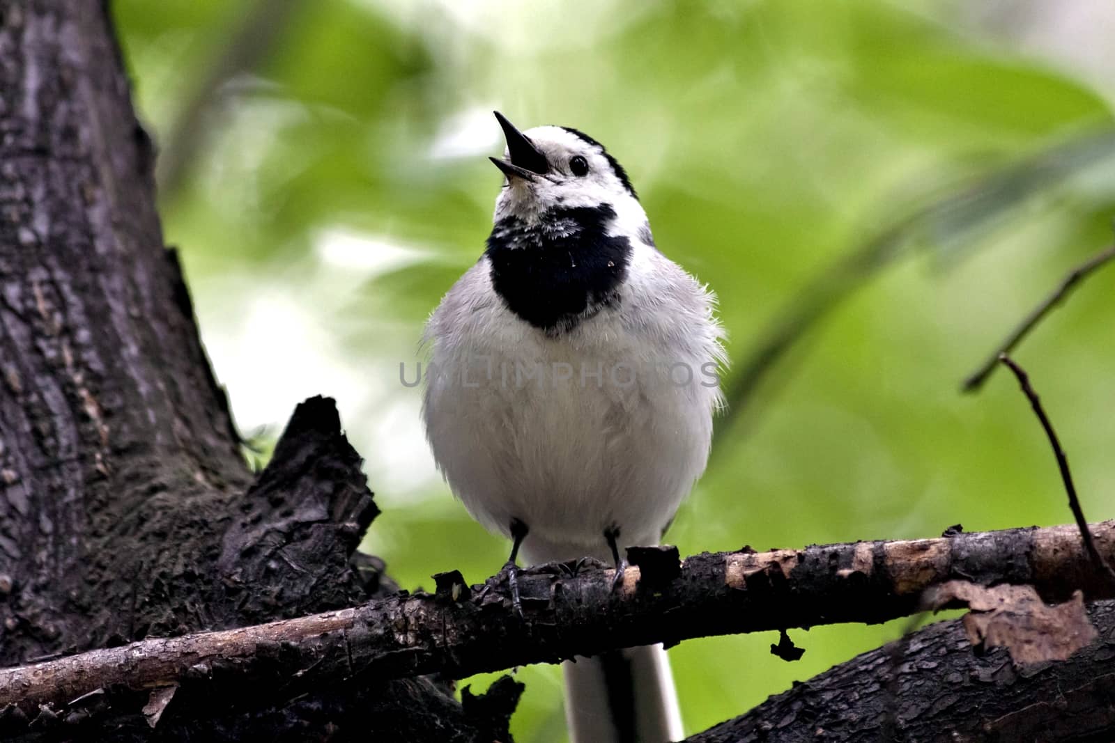 Wagtail sitting on a branch and opens its beak, singing his song