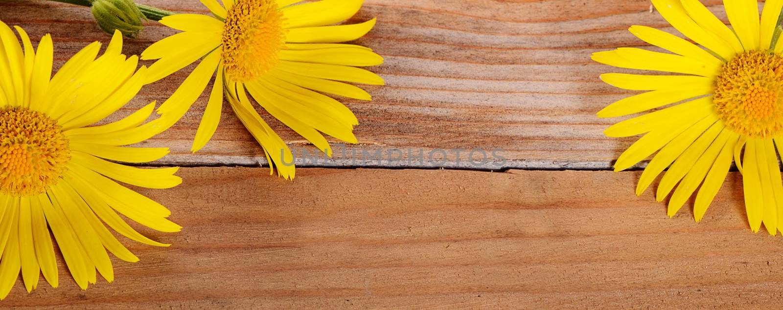 The yellow chamomile on a wooden background