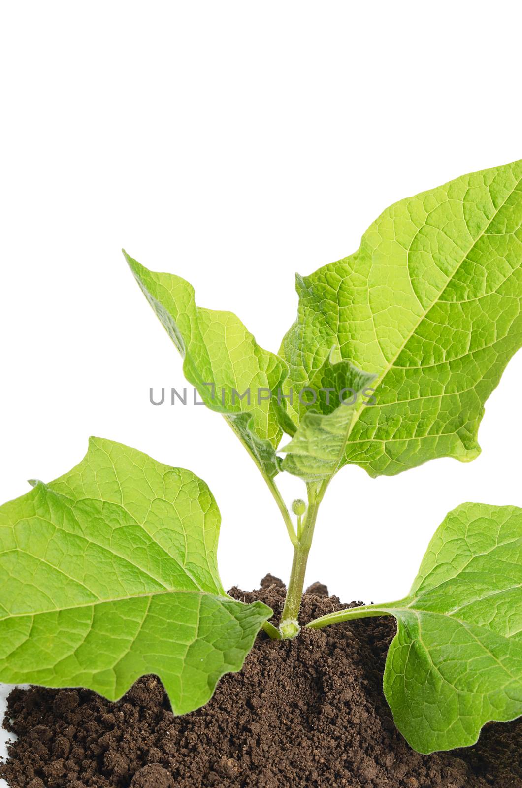 Plant growing in soil isolated on white