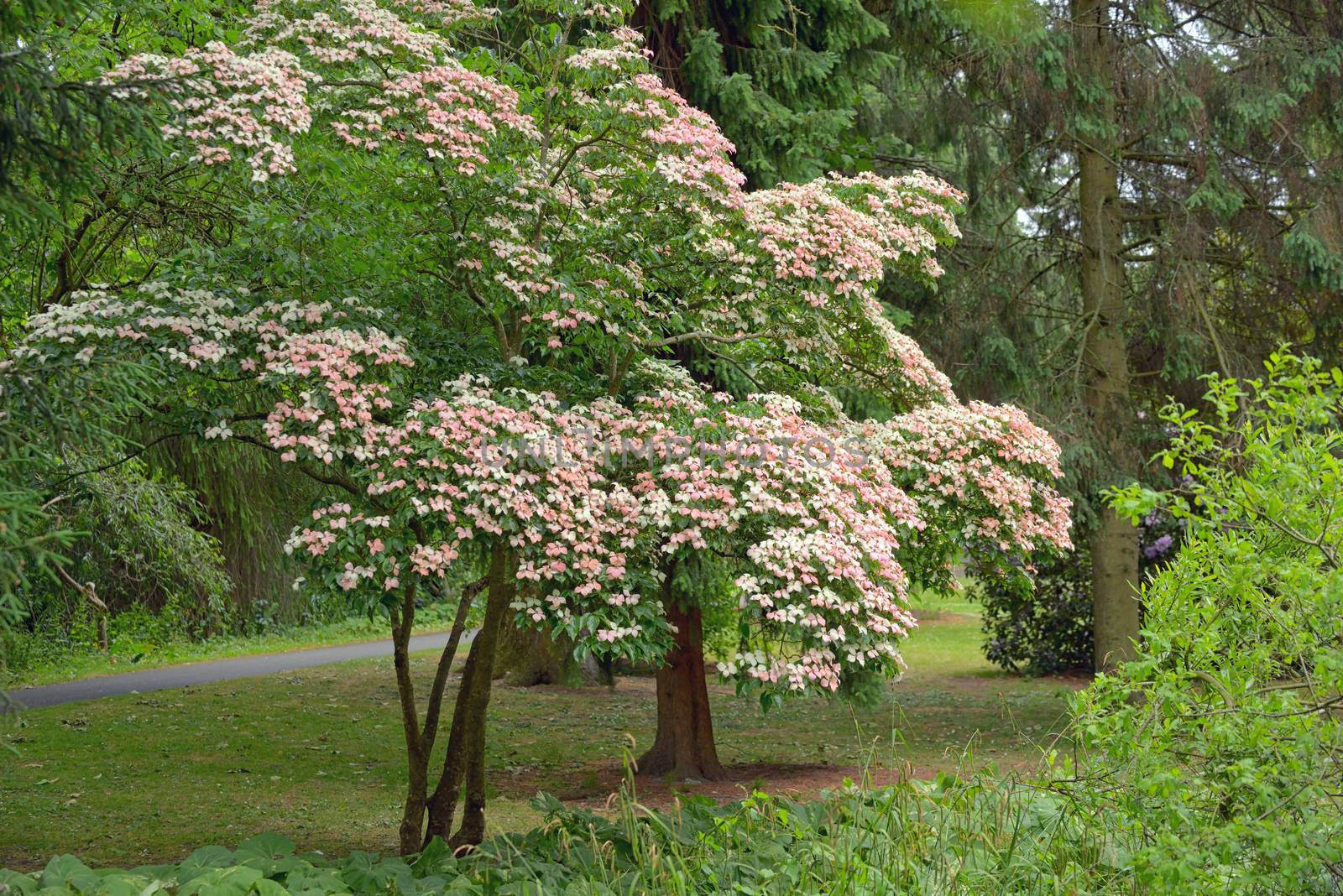 Korean Dogwood tree in botanical garden Dublin, Ireland