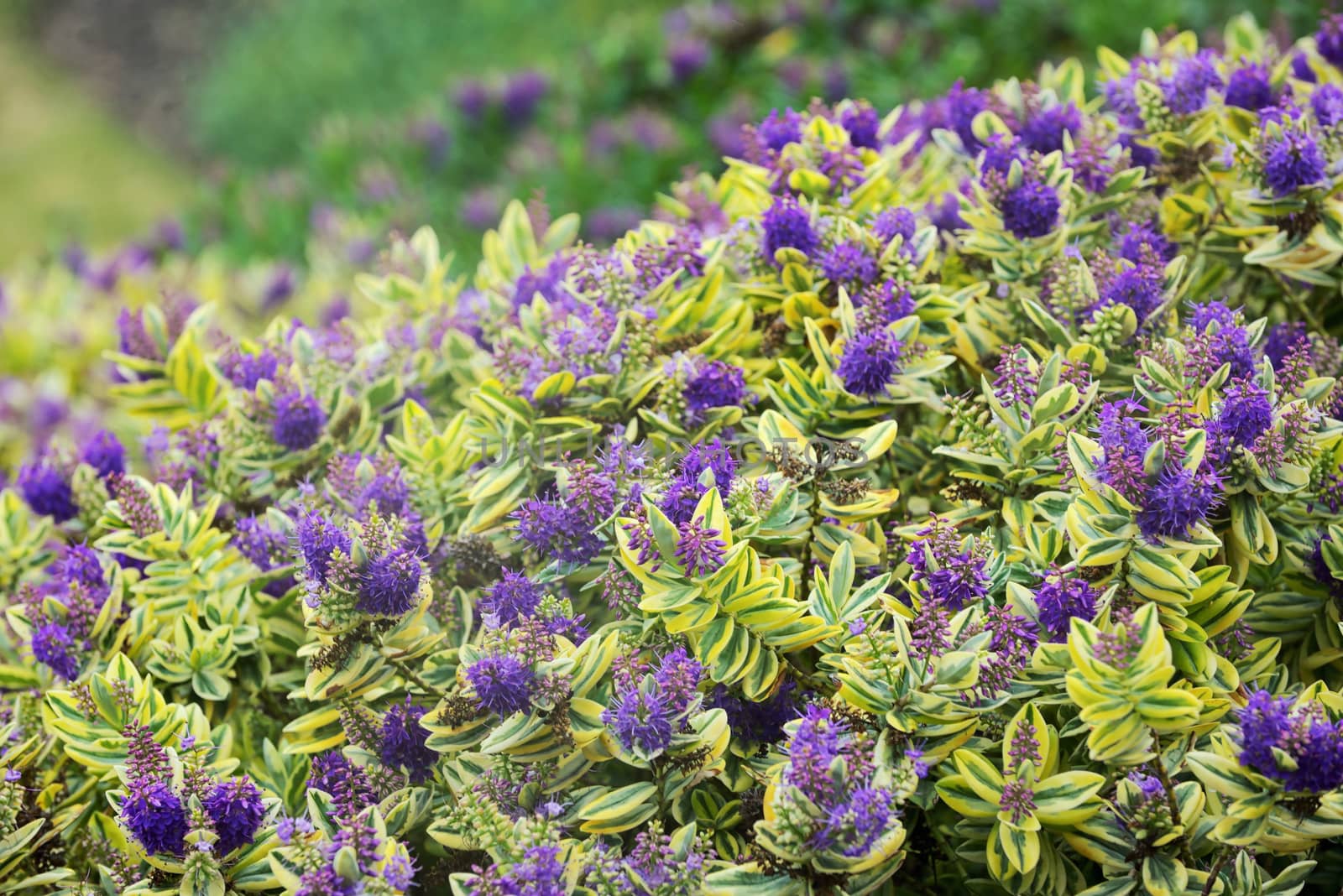 Purple bush flowers by mady70