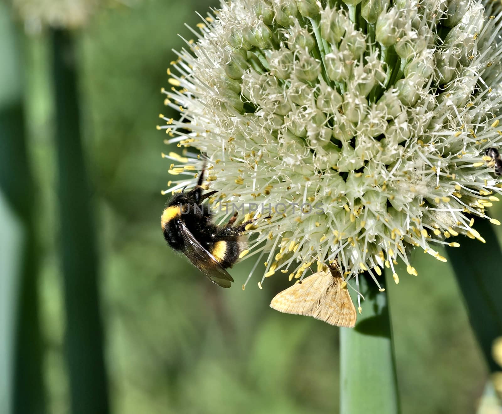 bumblebee and butterfly collect nectar from flowering onions, macro