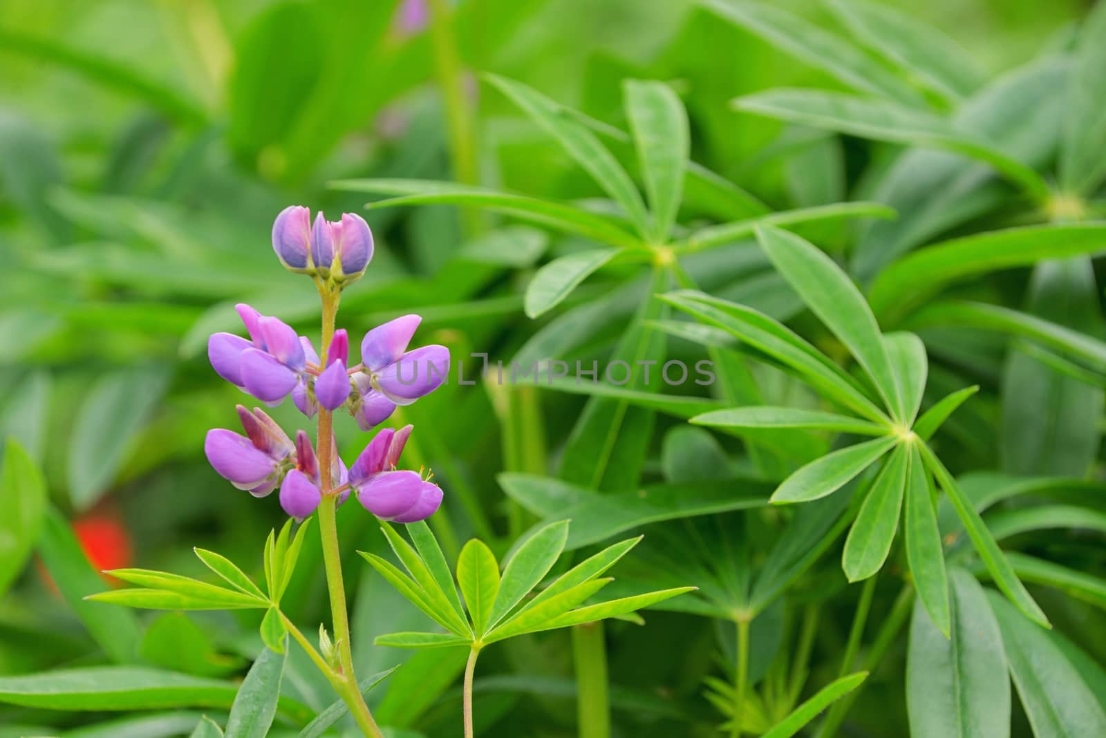 Lupine flower in the botanical garden in summer