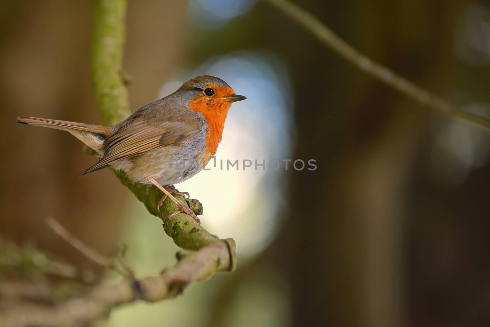 Cute little robin bird on brunch by mady70