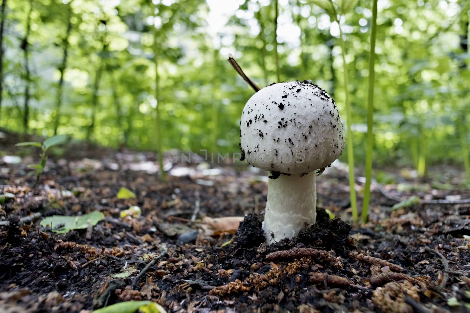 just grown mushroom champignon in the forest