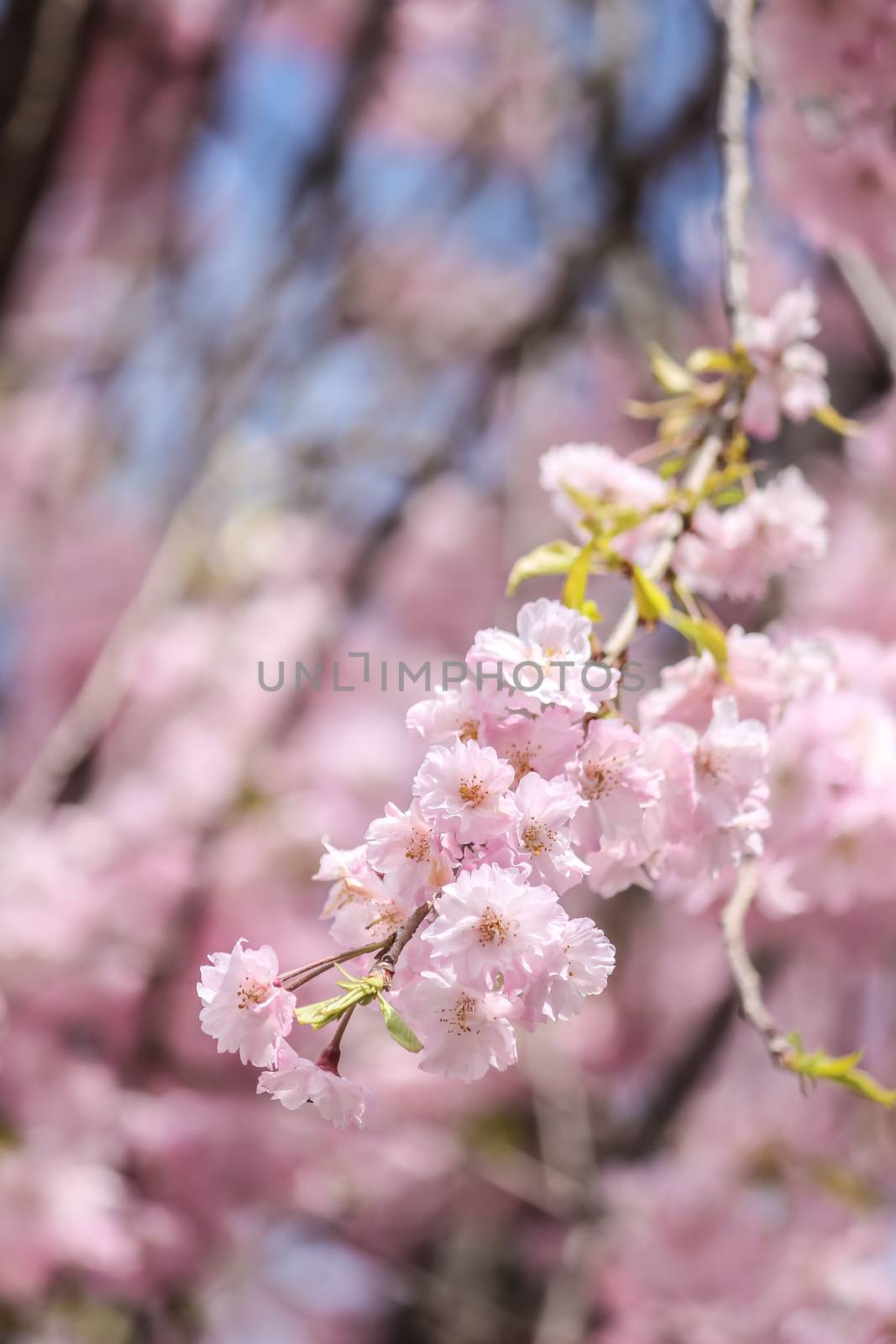 Soft focus of beautiful pink sakura, cherry blossom in Japan