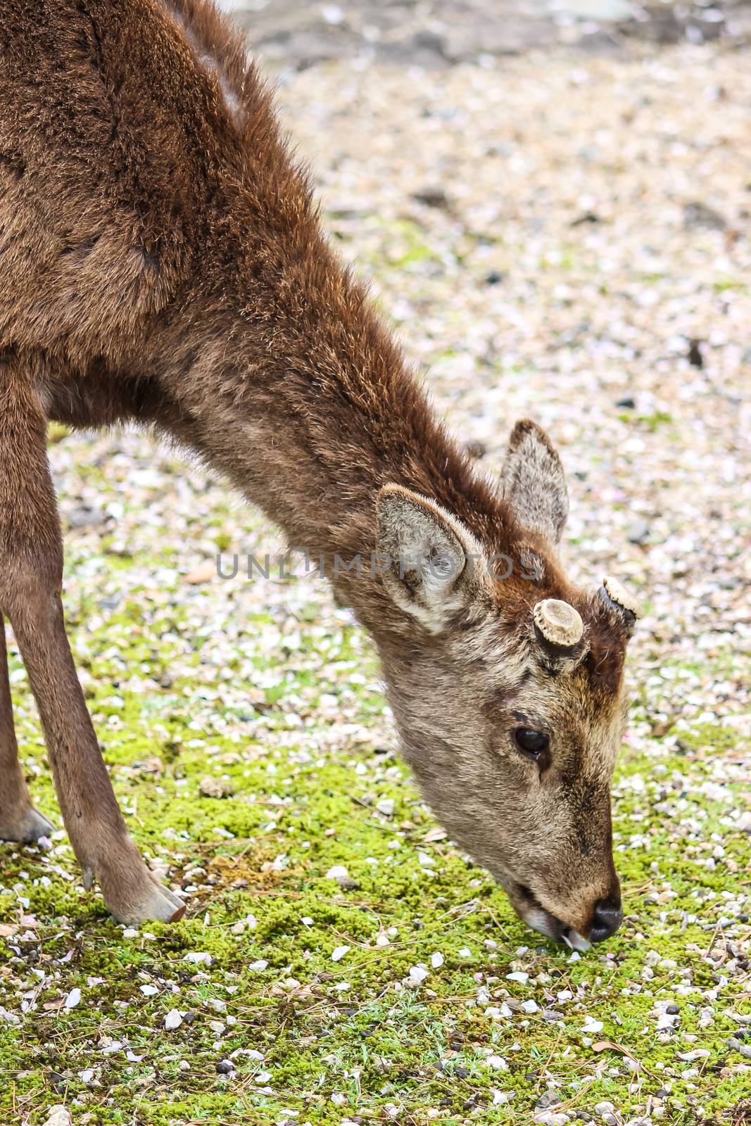 Close-up of young deer feeding on grass by simpleBE