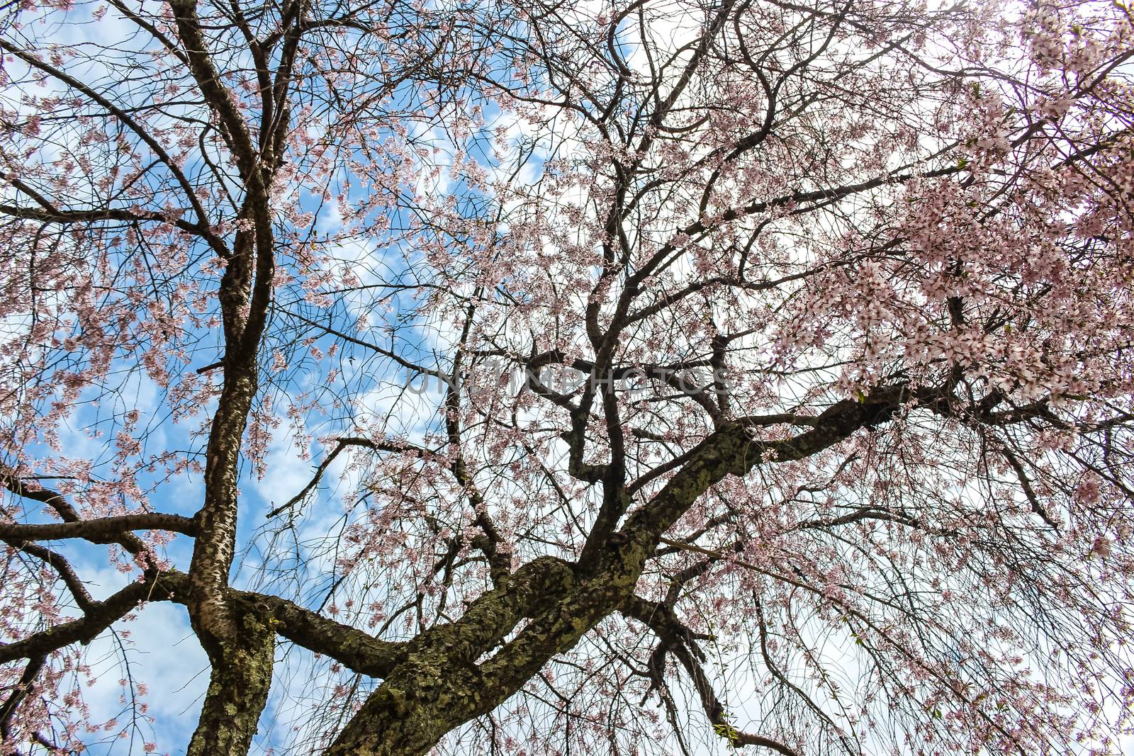 Soft focus of beautiful pink sakura, cherry blossom tree with blue sky in Japan