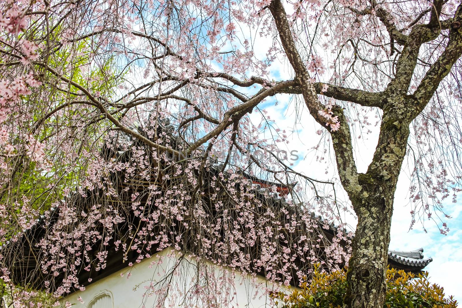 Beautiful pink sakura, cherry blossom tree with Japanese temple in background in Miyajima island, Hiroshima, Japan