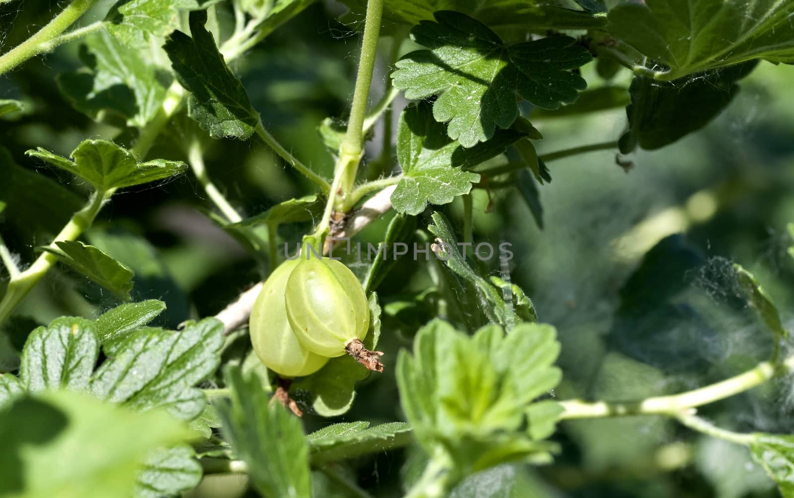 ripening green gooseberry on blurred nature background