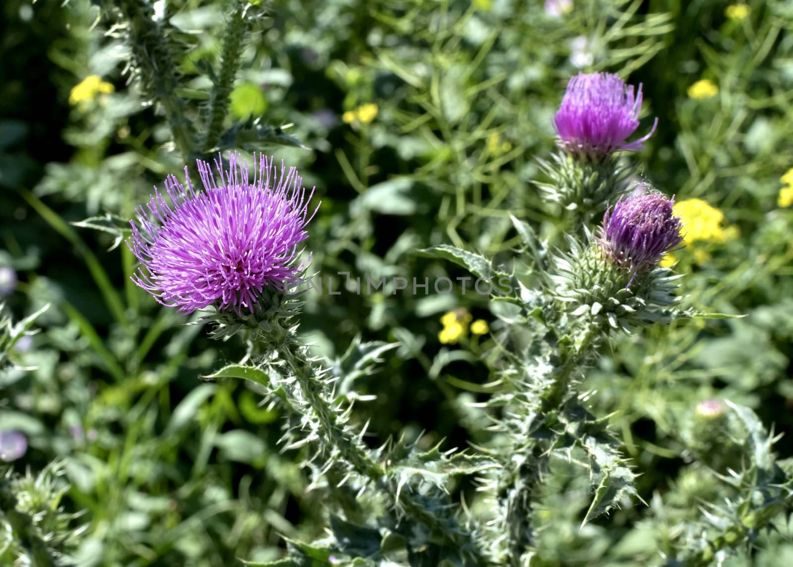 blooms beautiful purple Thistle in bright sunlight