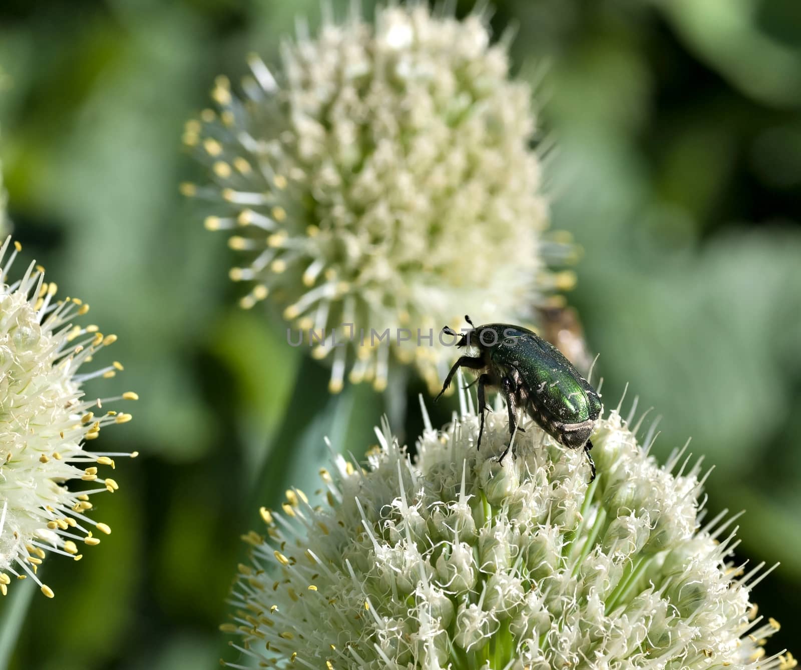 beetle-bronze insect with a Latin name Cetonia aurata collects nectar, macro