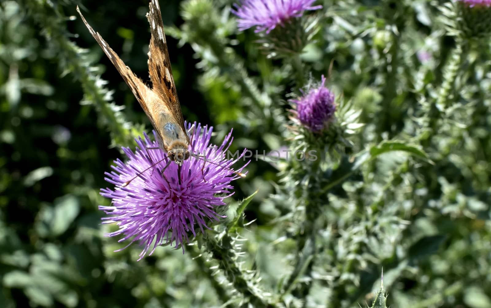 orange butterfly sitting on a flowering Thistle
