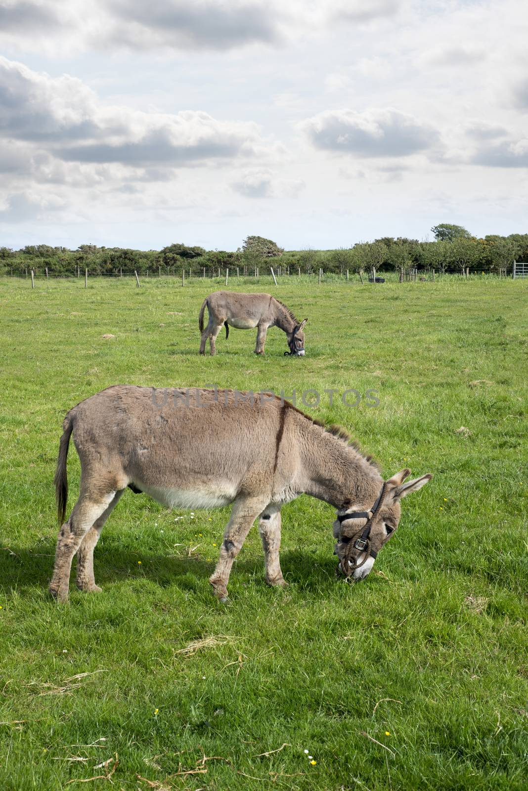 two donkeys grazing in a field at county kerry ireland