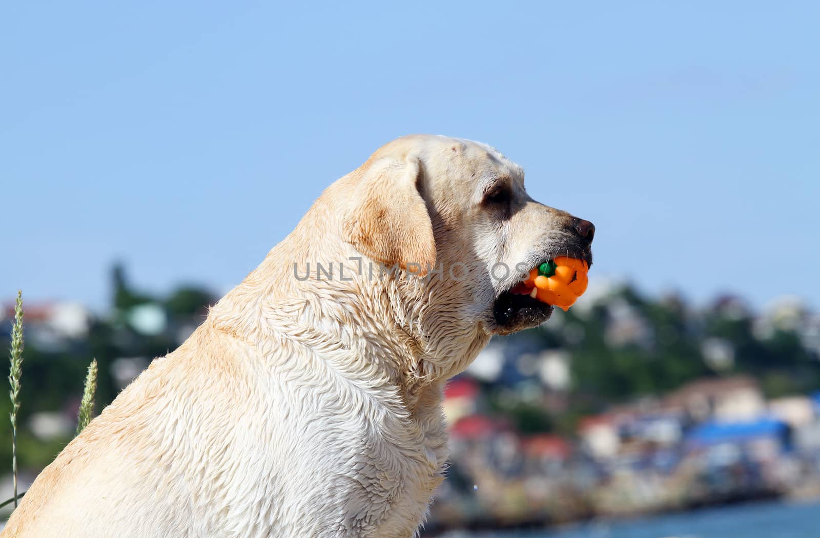 the yellow labrador playing at the sea in summer portrait