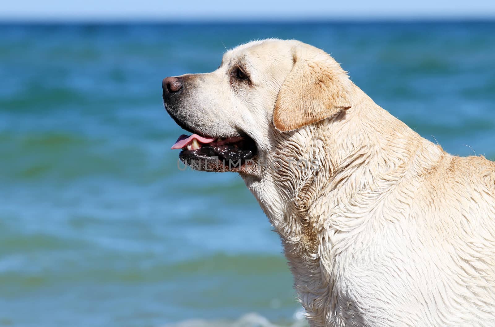 yellow labrador playing at the sea in summer with a toy portrait