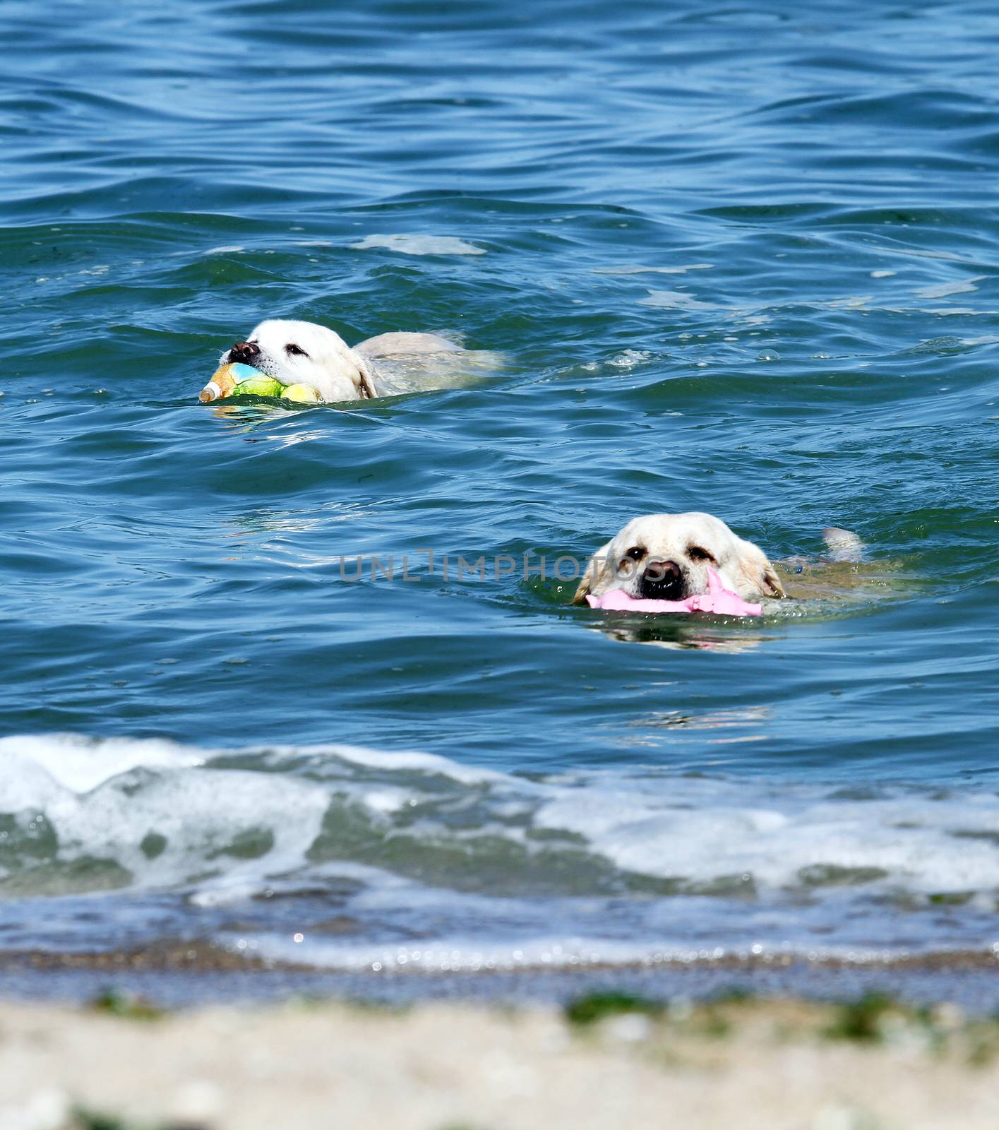 two yellow labrador swimming in the sea with toys in summer