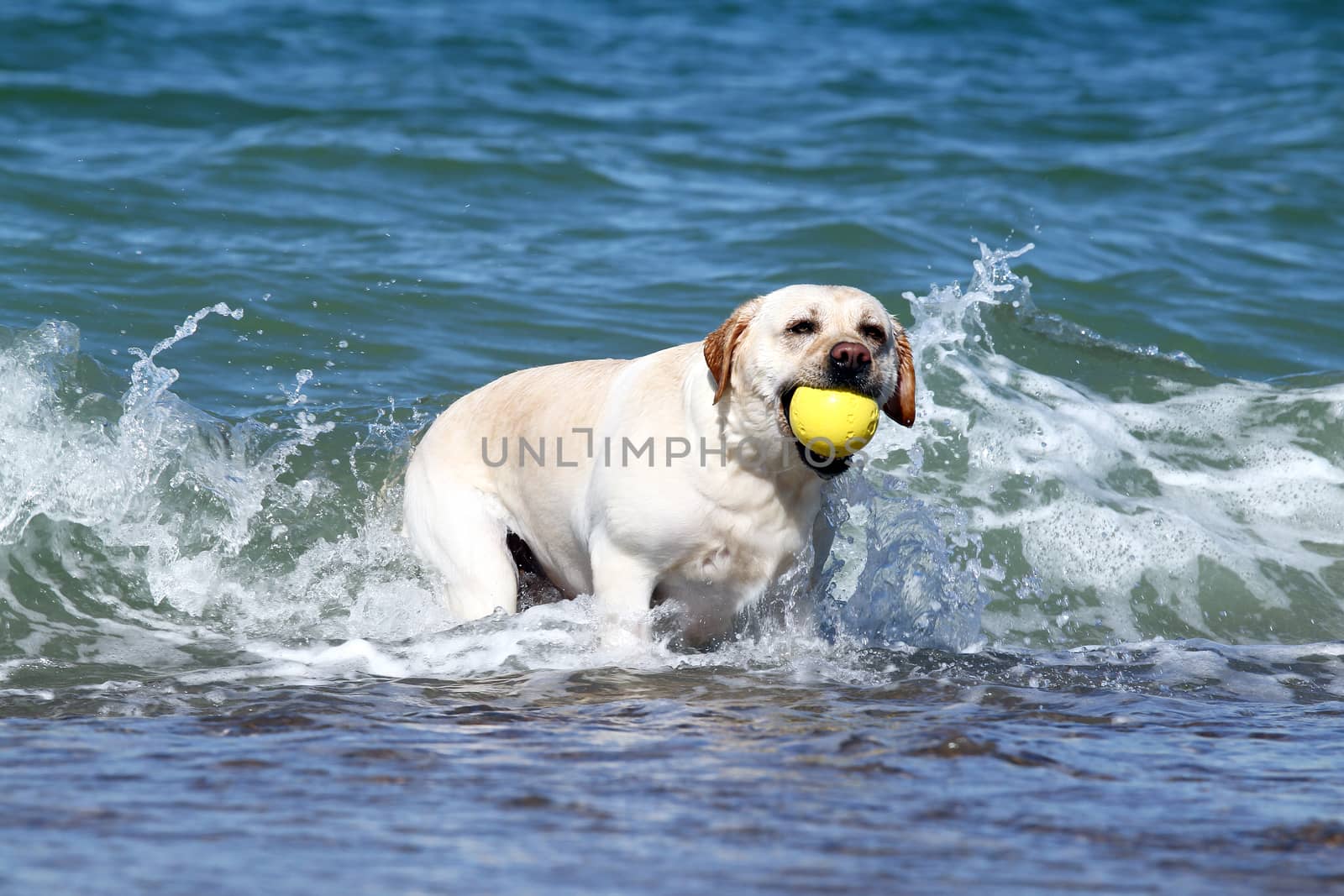 a yellow labrador swimming in the sea with toy in summer