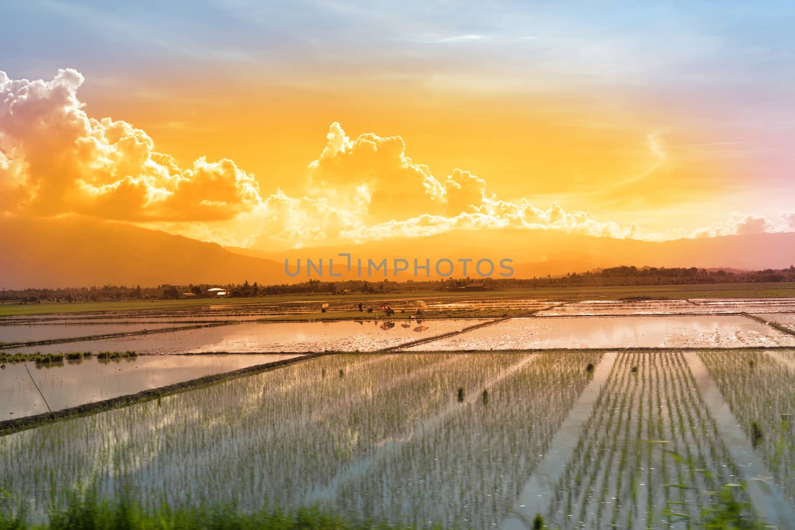 workers in a paddy field at sunset by morrbyte