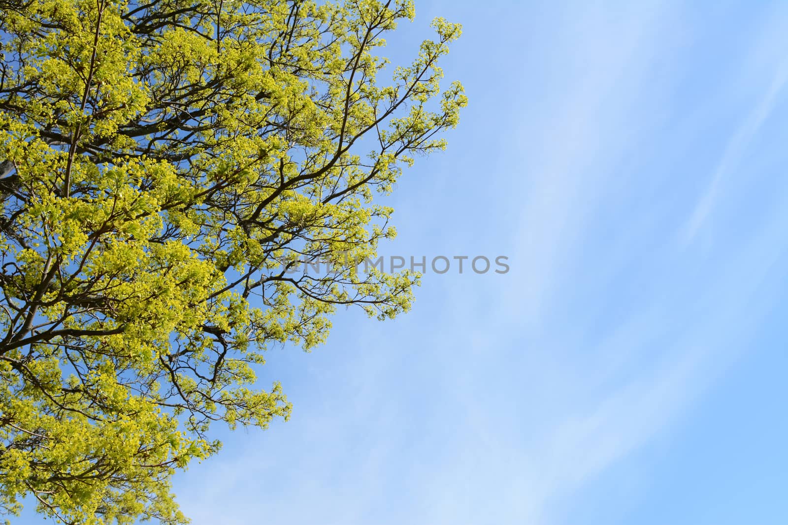 Bright green leaves of lime trees against a blue sky with copy space