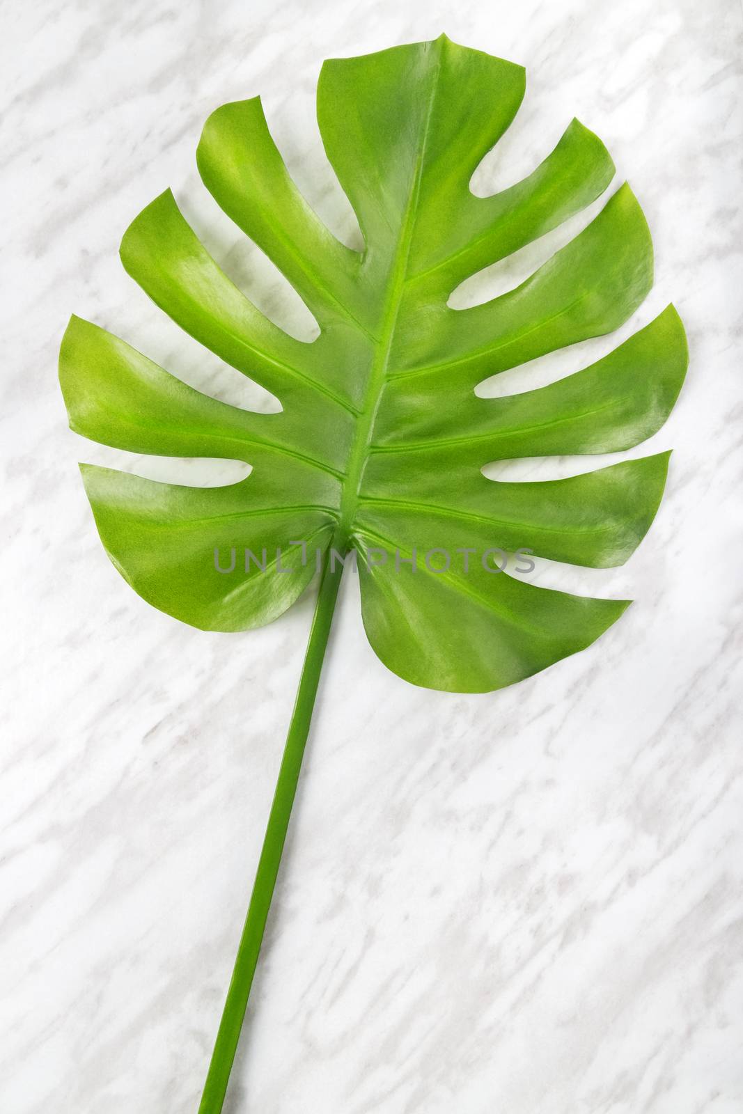 Beautiful green Monstera leaf on marble background. Tropical plant popular in home decor.