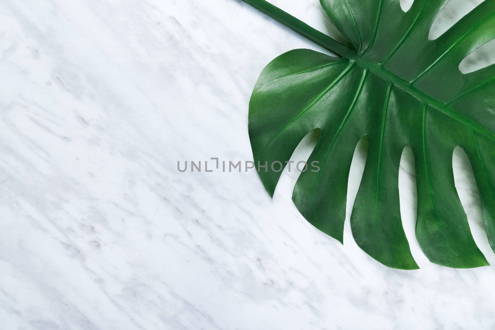 Beautiful dark tropical Monstera leaf on marble background. Popular plant in interior design.
