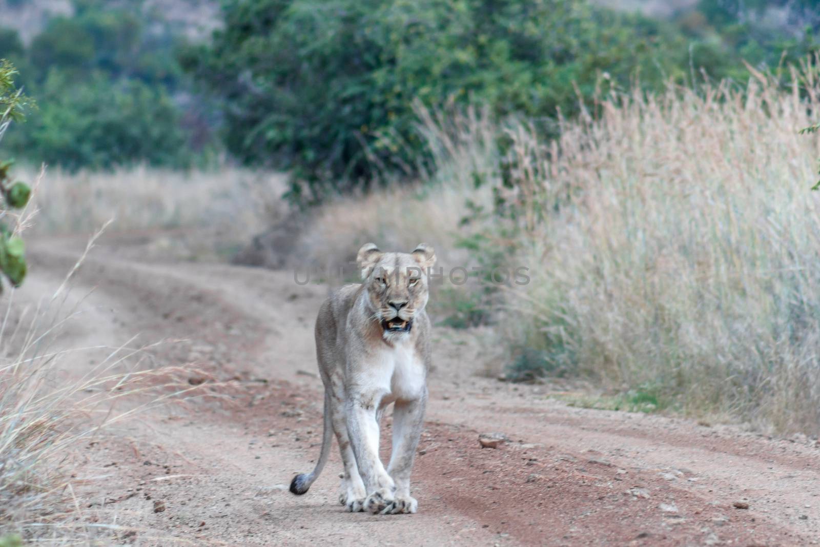 Lioness walking on a dirt road