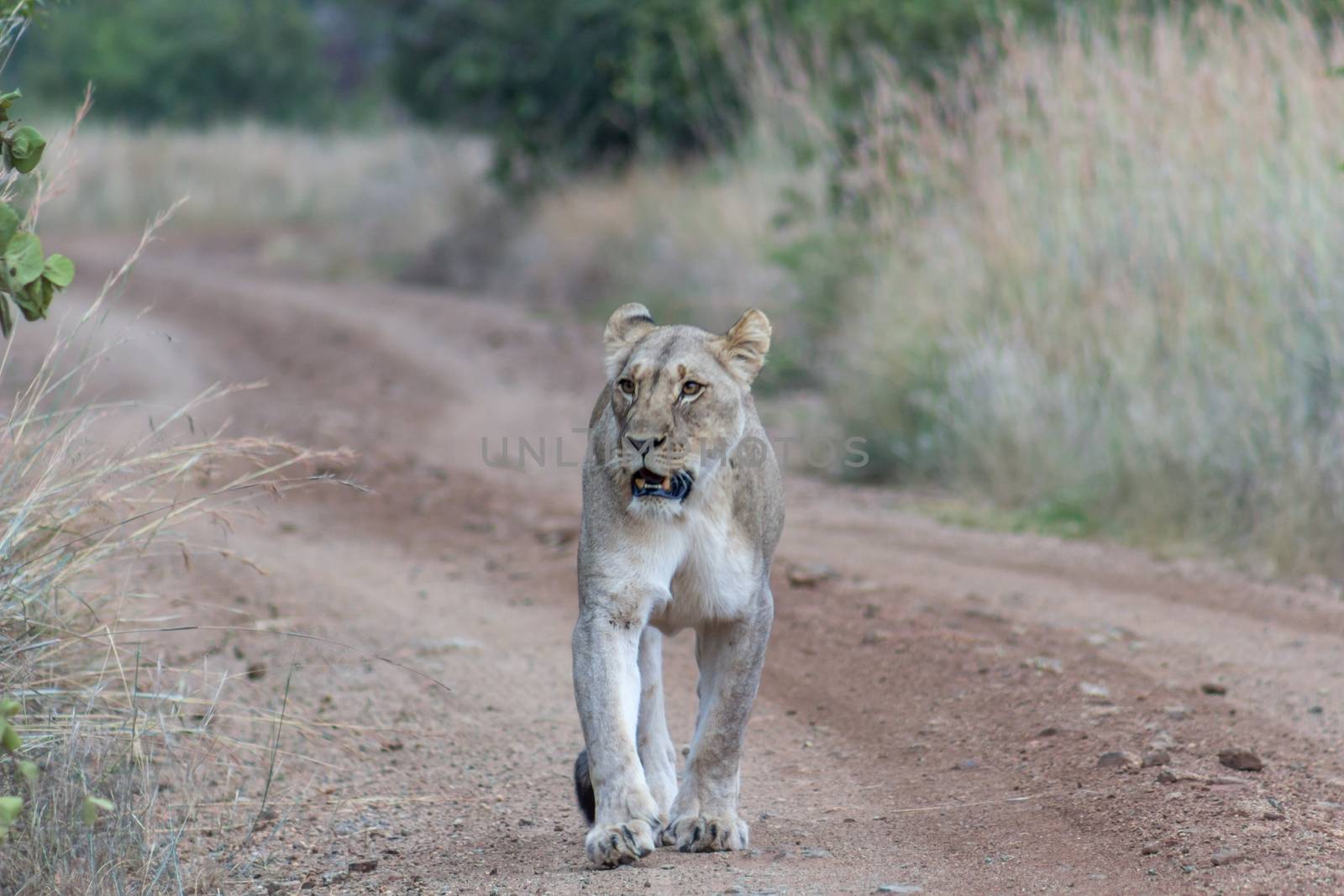 Lioness walking on a dirt road by RiaanAlbrecht