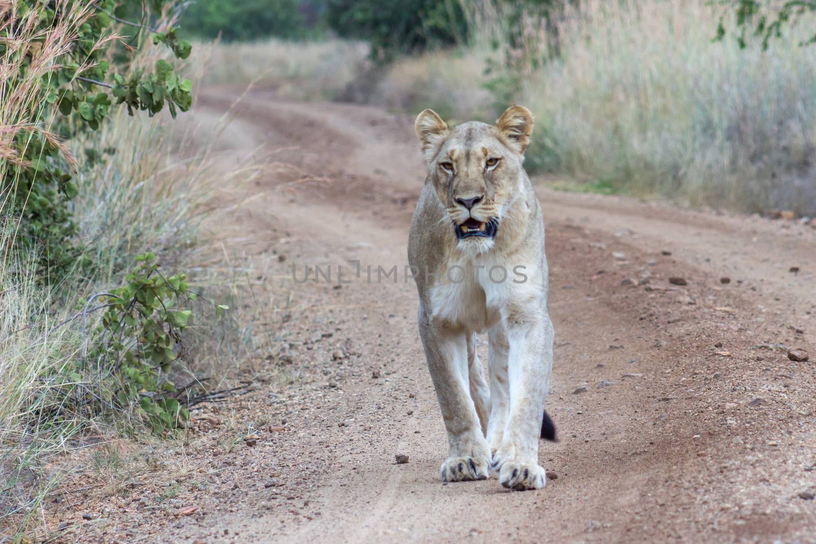 Lioness walking on a dirt road