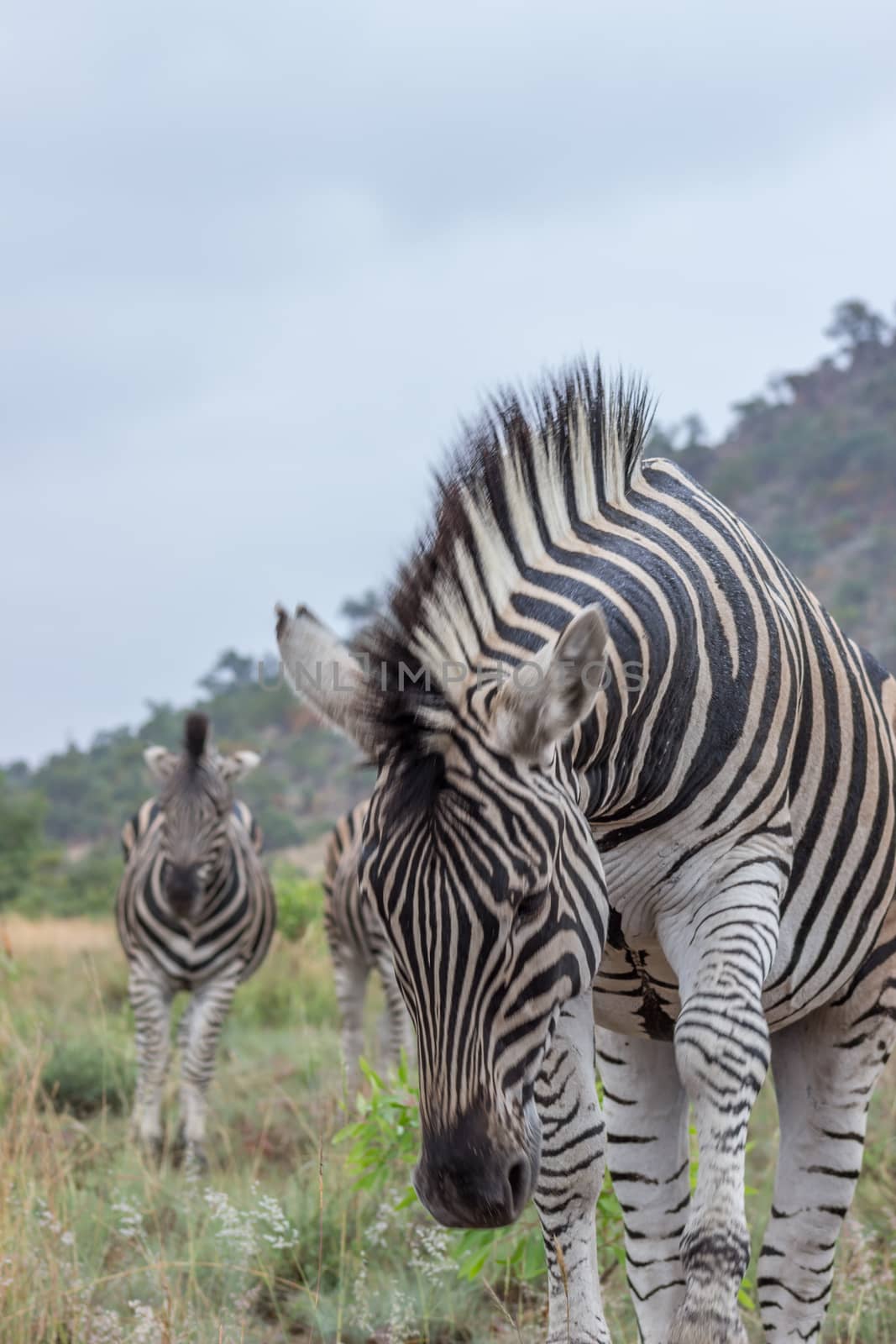 Burchels Zebra in Pilanesberg National park by RiaanAlbrecht