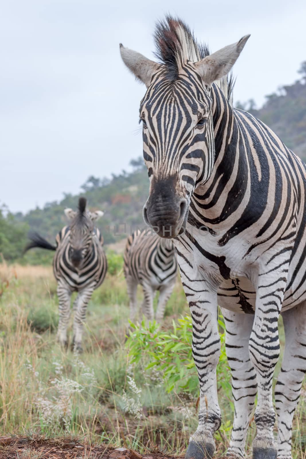 Burchels zebra in Pilanesberg National Park, South Africa