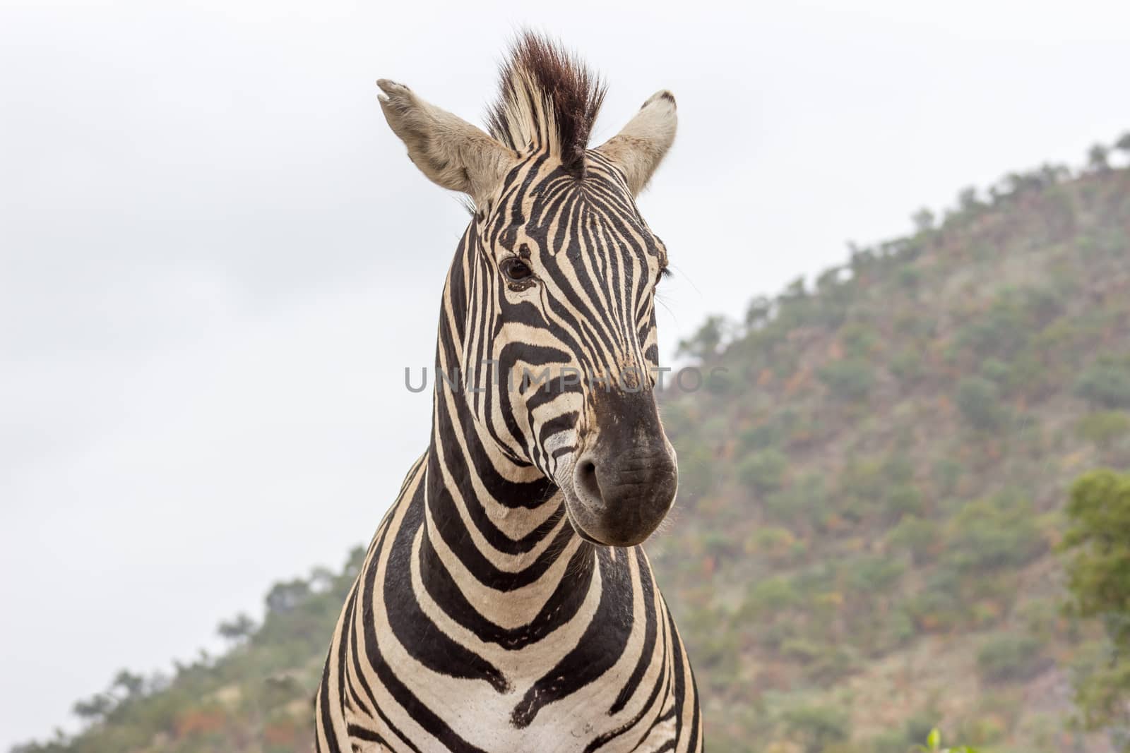 Burchels zebra in Pilanesberg National Park, South Africa