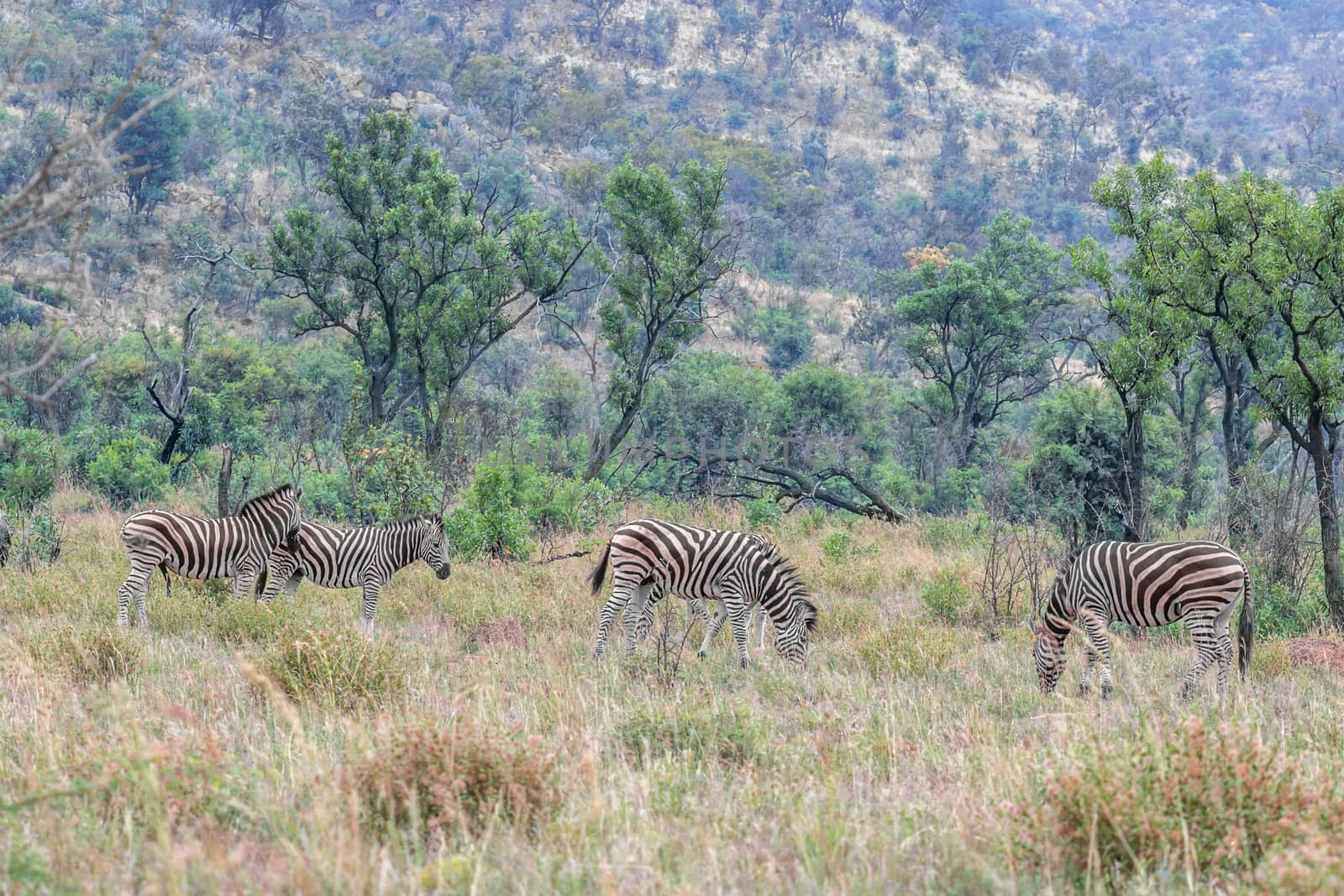 Burchels Zebra in Pilanesberg National park by RiaanAlbrecht