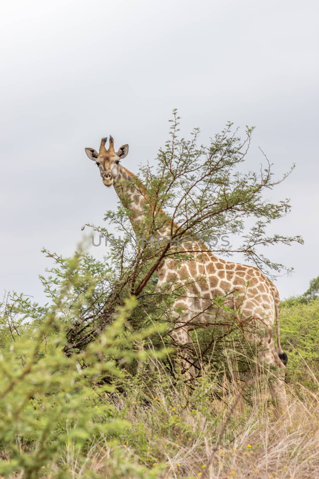 Geraffe standing behing a tree by RiaanAlbrecht