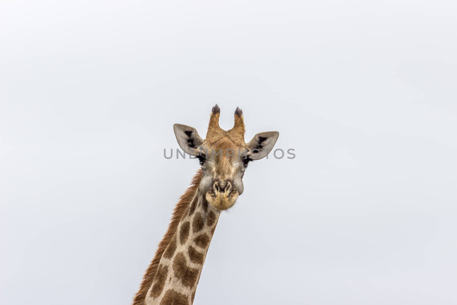 Close up photograph of geraffe in Pilanesberg National park