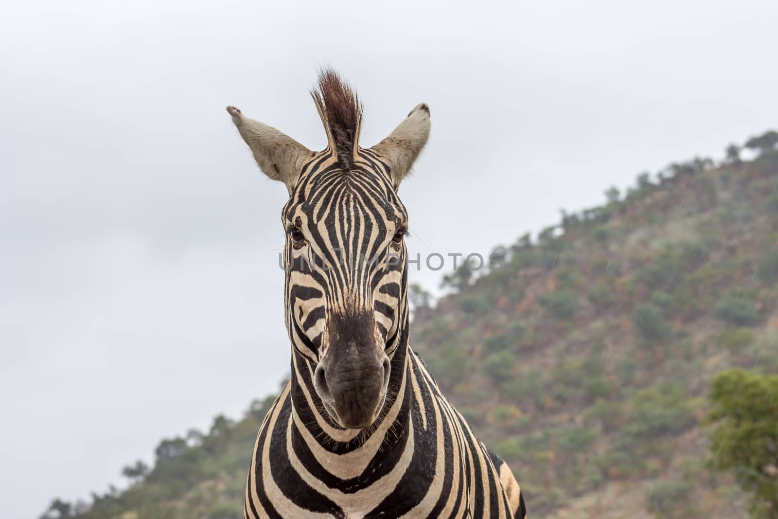 Burchels zebra in Pilanesberg National Park, South Africa
