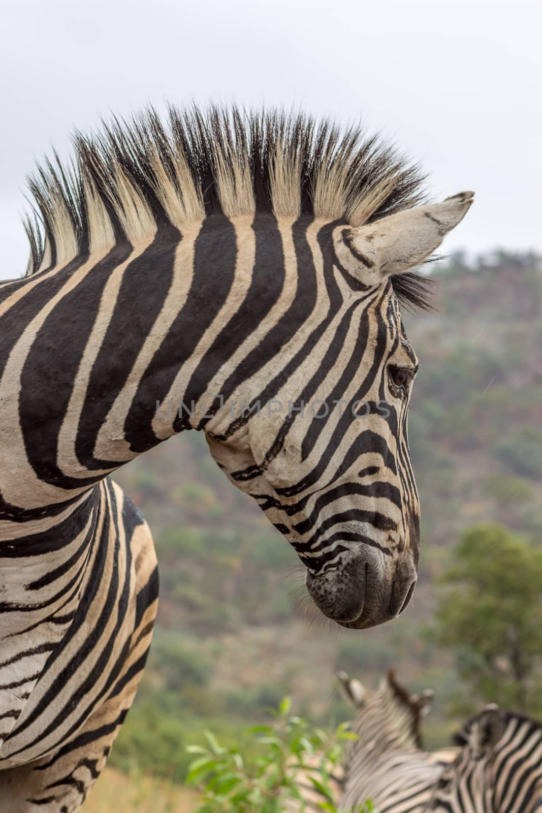 Burchels zebra in Pilanesberg National Park, South Africa