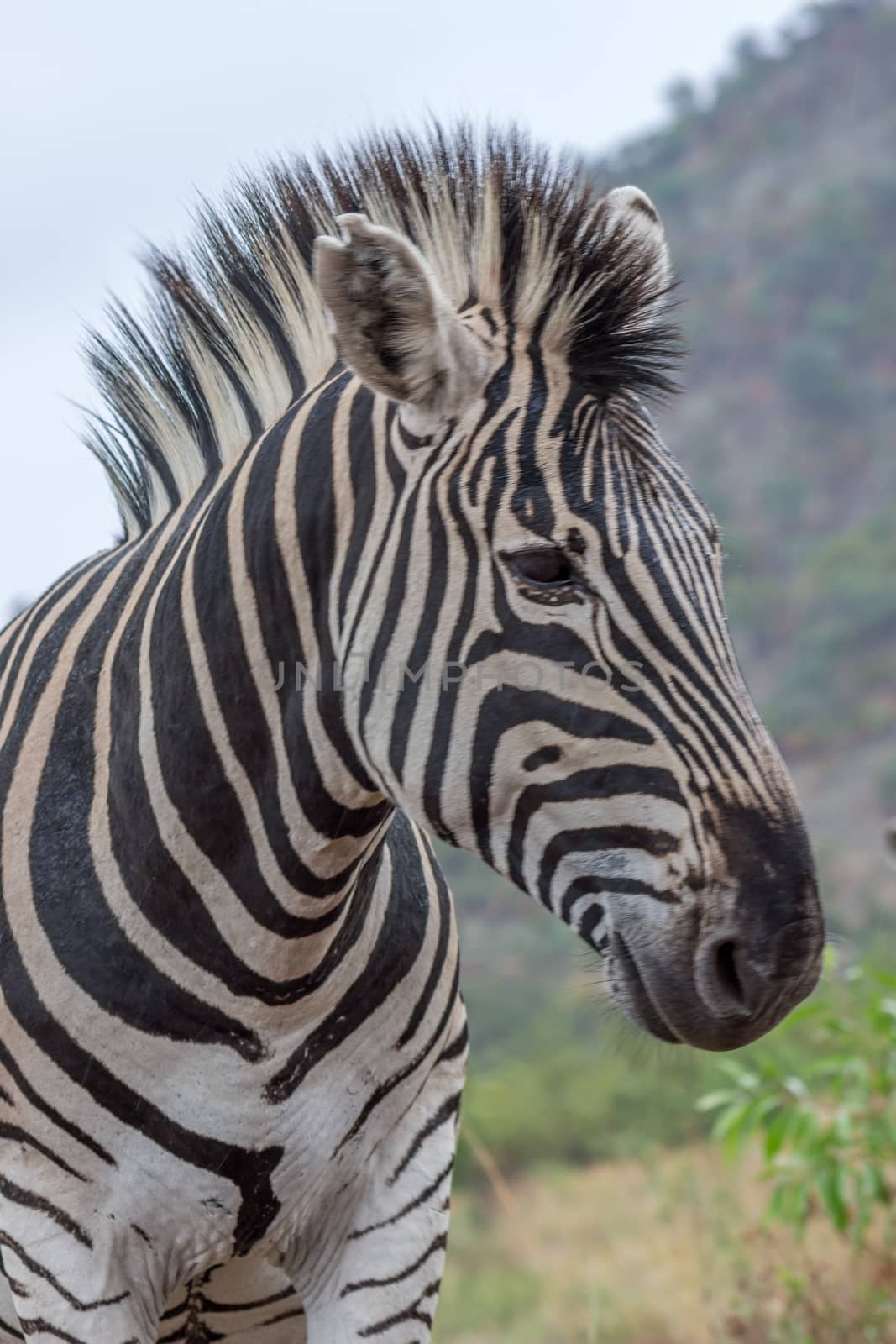 Burchels zebra in Pilanesberg National Park, South Africa