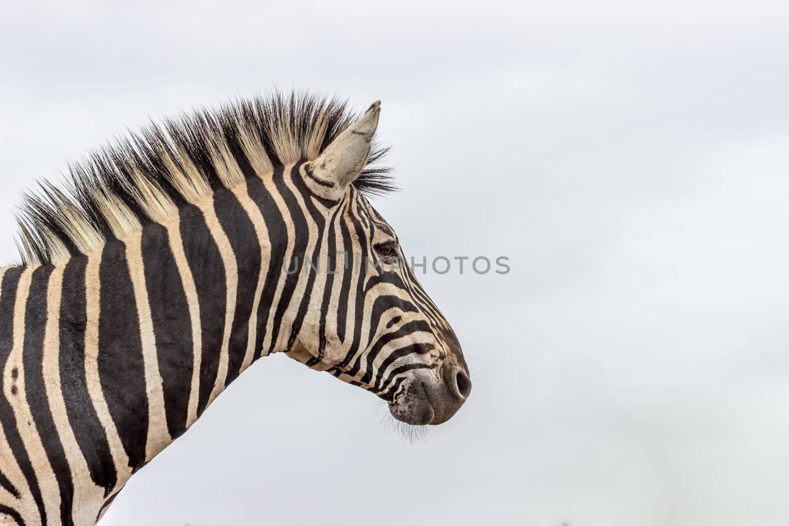 Burchels Zebra in Pilanesberg National park by RiaanAlbrecht