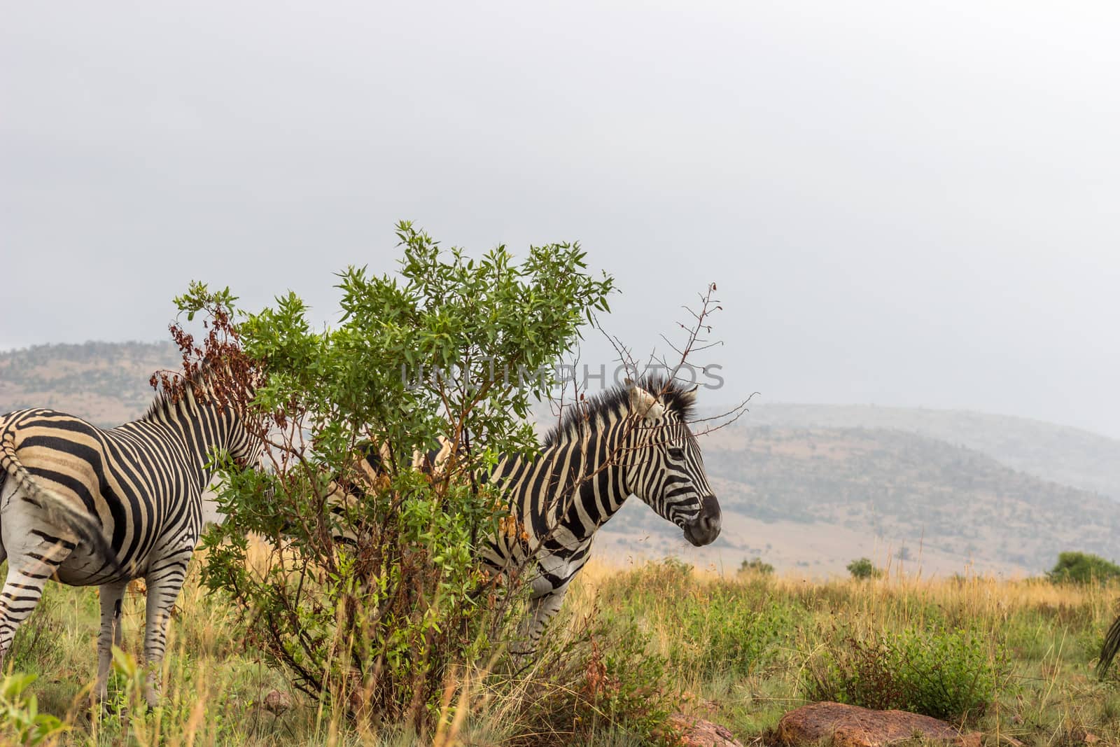 Burchels Zebra in Pilanesberg National park by RiaanAlbrecht