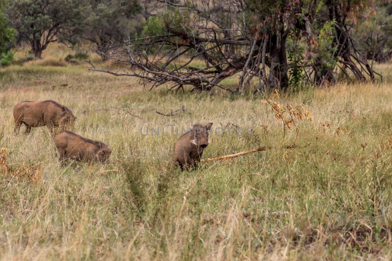 Common warthog ( Phacochoerus africanus ) sitting next to a drie by RiaanAlbrecht