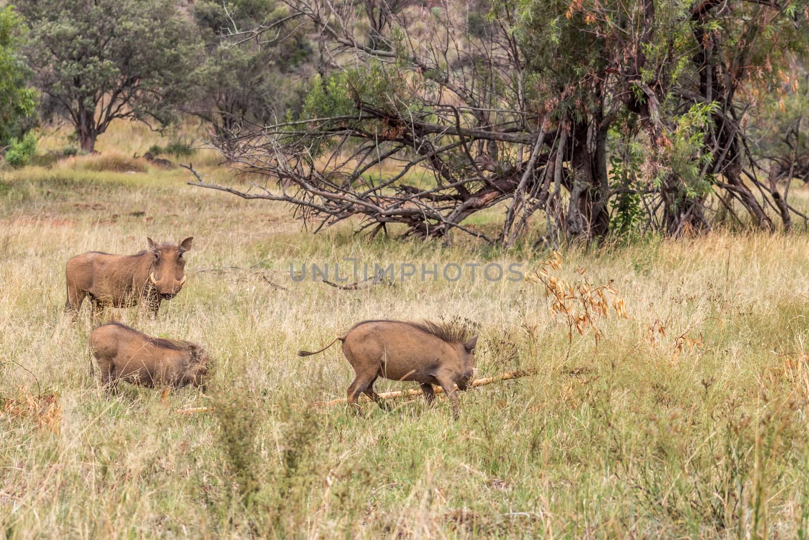 Common warthog ( Phacochoerus africanus ) by RiaanAlbrecht