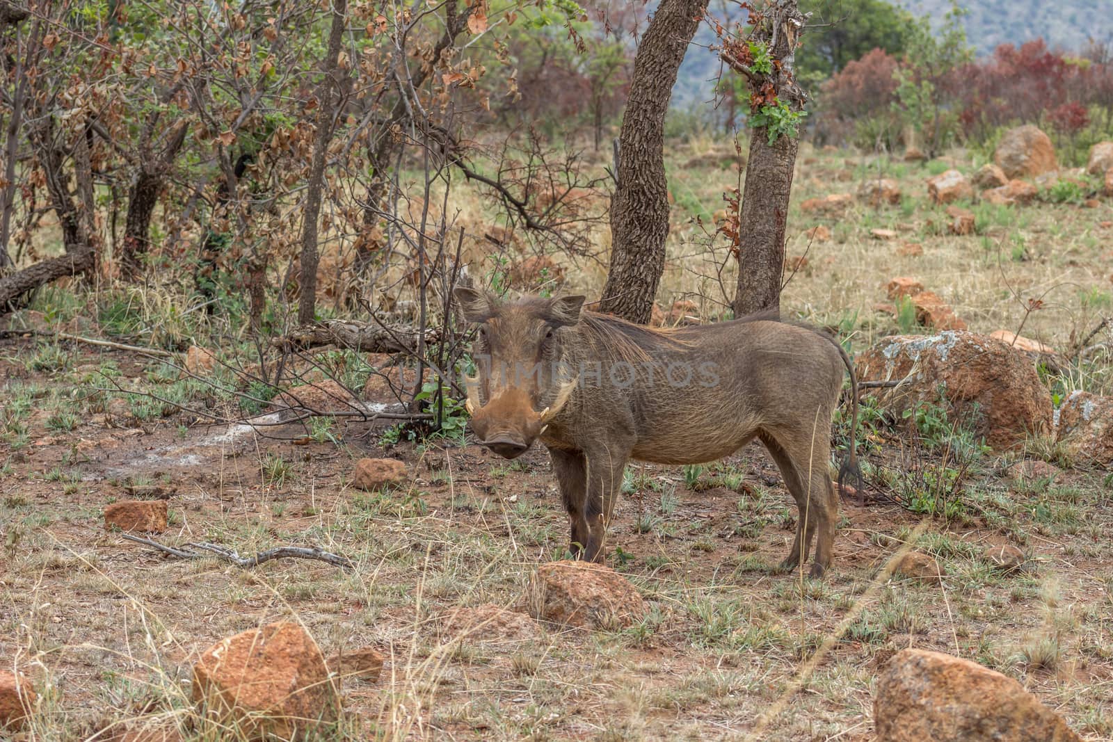 Common warthog ( Phacochoerus africanus ) at Pilanesberg National park