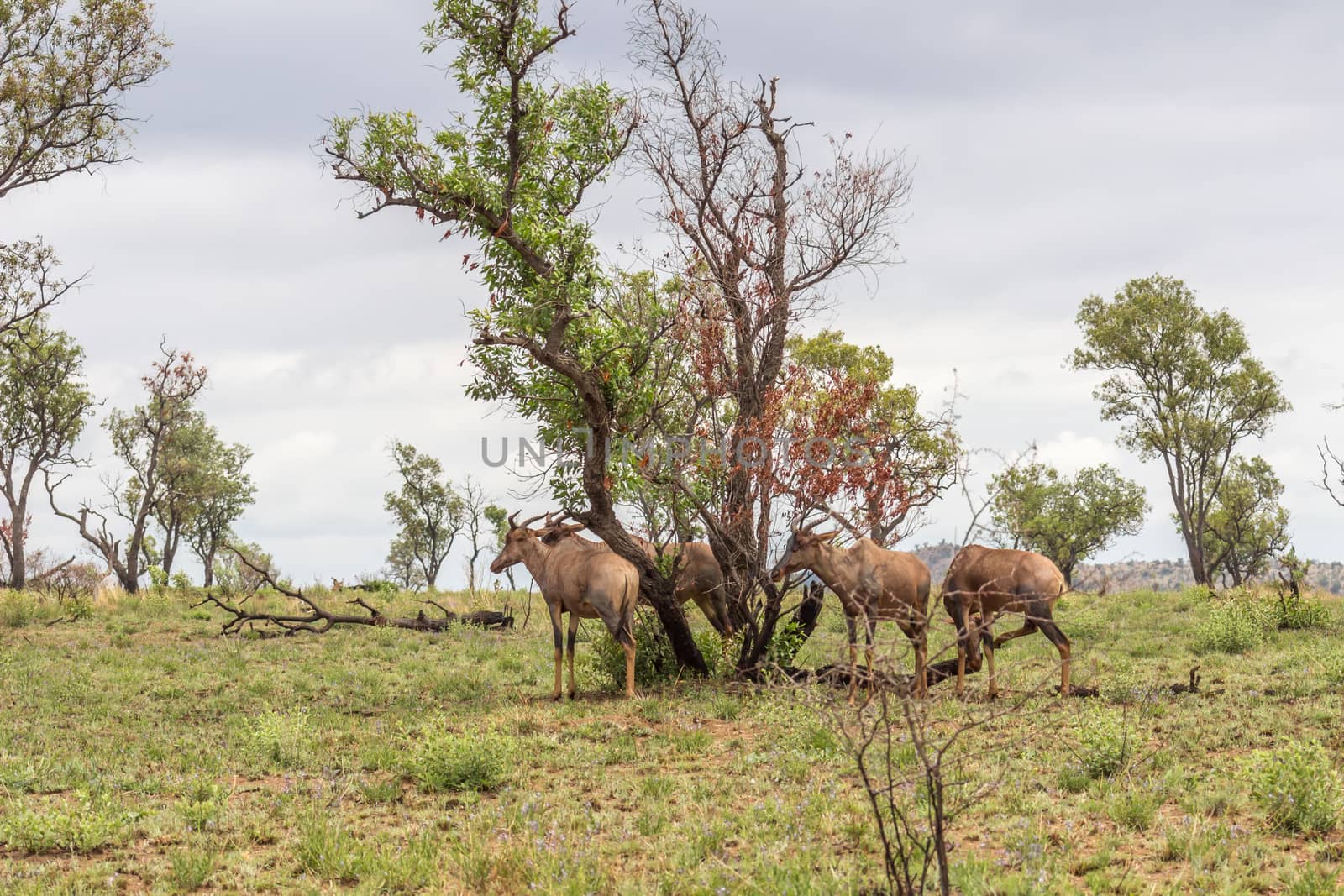 Common tsessebe standing next to a tree in Pilanesberg National park