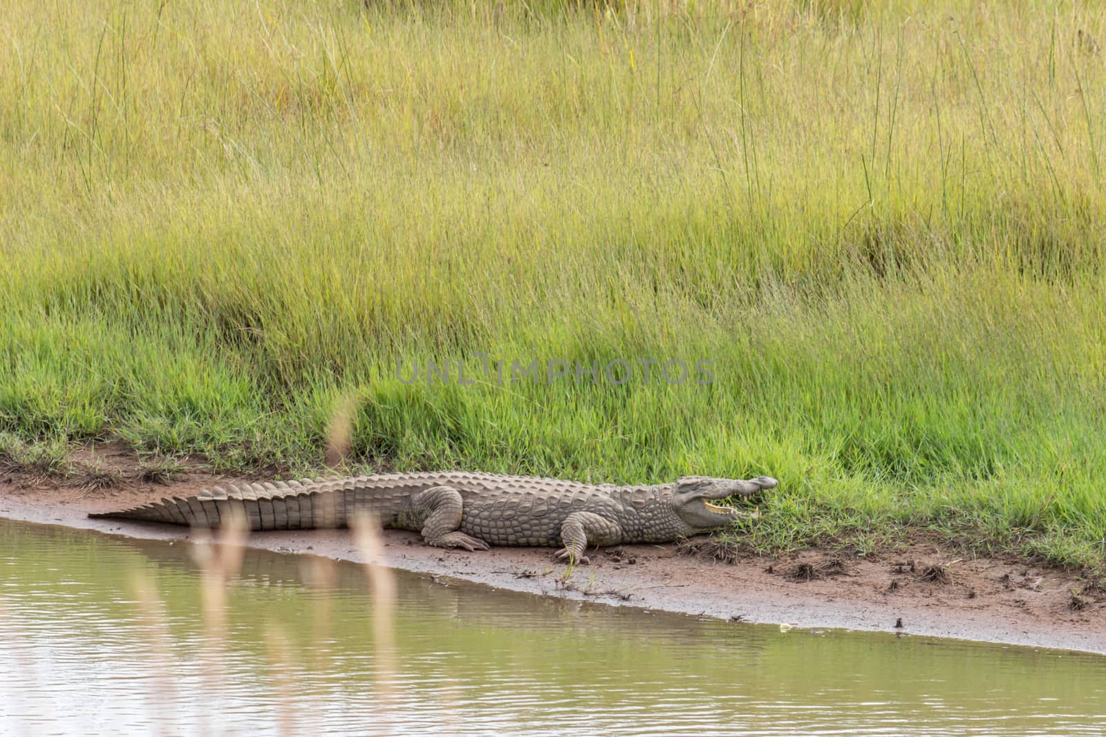 Nile crocodile: Crocodylus niloticus by RiaanAlbrecht